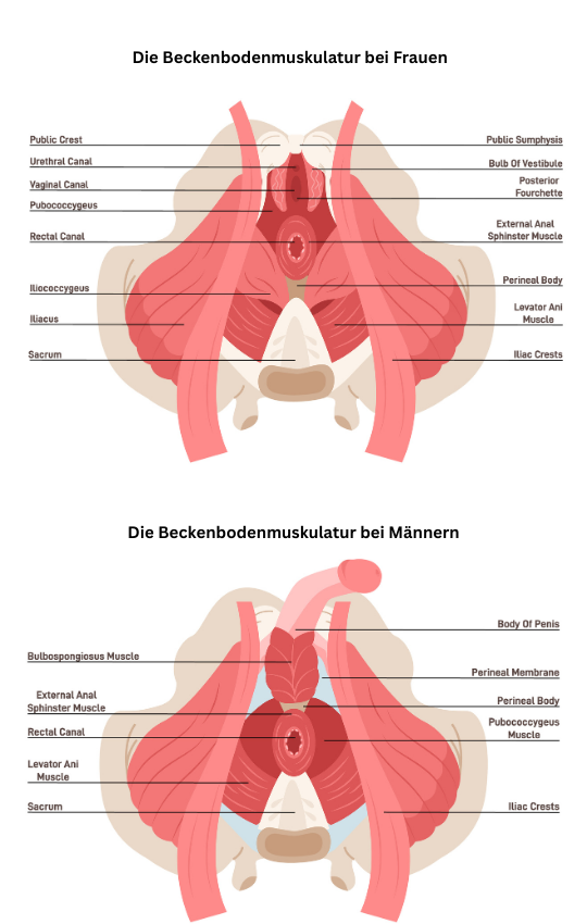 Die Beckenbodenmuskulatur bei Frauen und Männern 850 x 650 px 850 x 850 px