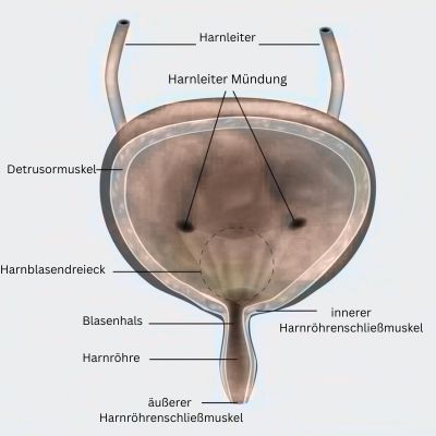 Harnblase Mensch