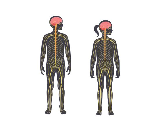 Menschliches Nervensystem 550 x 450 px1