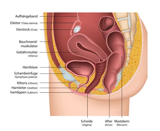 Weibliche Geschlechtsorgane mit Erklarung 550 x 450 px