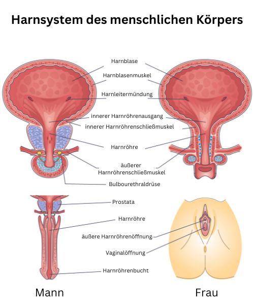 Ausscheidungssystem