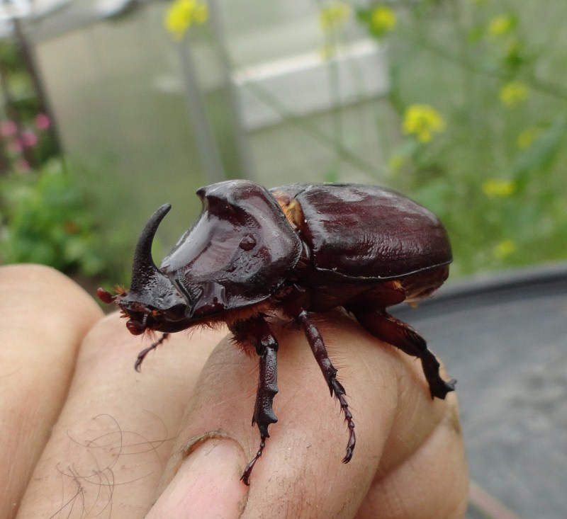 Nashornk.1800x733.jpg